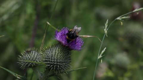 Honey Bee Pollinating