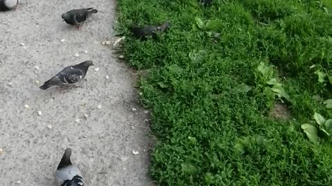People feed the pigeons.