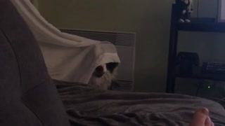 White dog has white curtain draped across head