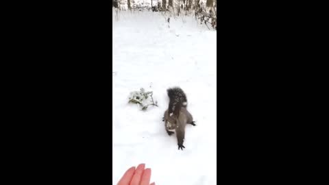 Friendly squirrel gently takes nut from human's hand