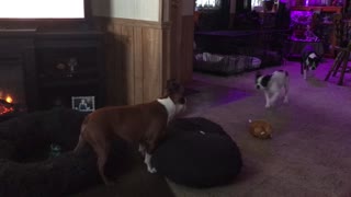 Energetic Boston Terriers Having a Good Time