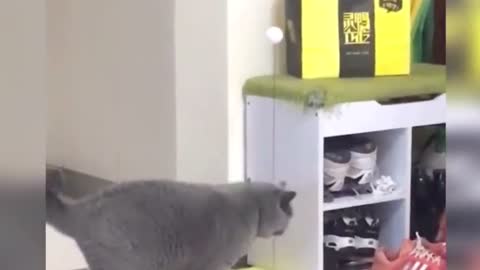 Funny cat videooo