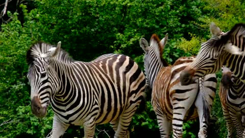 Zebras grazing and playing, Ngorongoro Crater, Tanzania