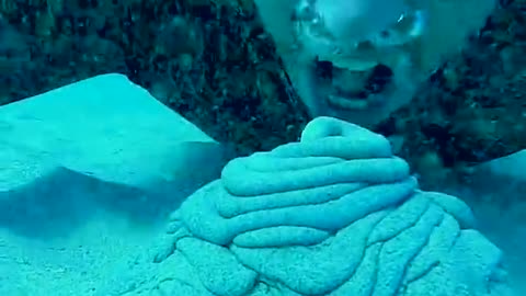 Divers Befriend Sea Turtle