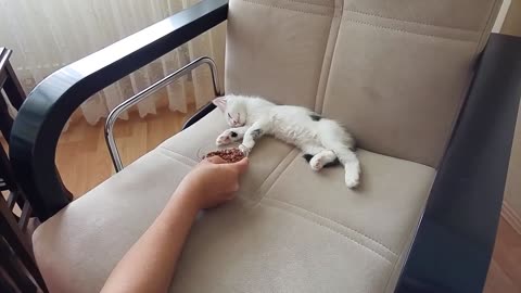 Kitten Wakes up to the Smell of Wet Food