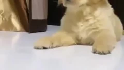 Cute baby Dog 🐕 Dog fan Cute 🤗