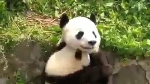 Lovely panda hug