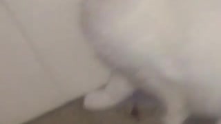 Cat gets cup stuck on its head