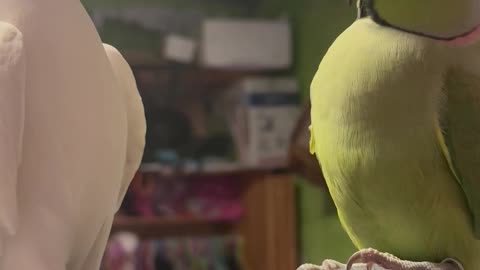 Passionate Parrots Show Their Love For Each Other