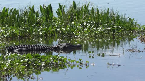 Large American alligator in a lake