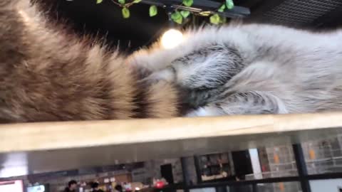 That Raccoon Cafe In Seoul - Hyper and cute