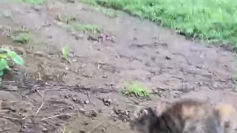 Cat VS Dog try to not laught