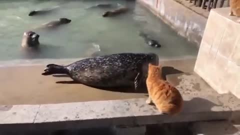 Loudmouth Sea Lion gets punched by cat