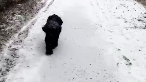 Fluffy cocker spaniel takes a snowy walk on the meadows