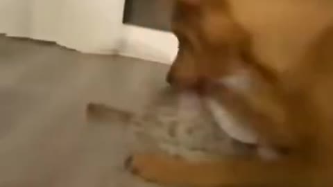 Funny dog playing with its treat and gets overwhelmed