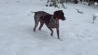 Snow Day Zoomies