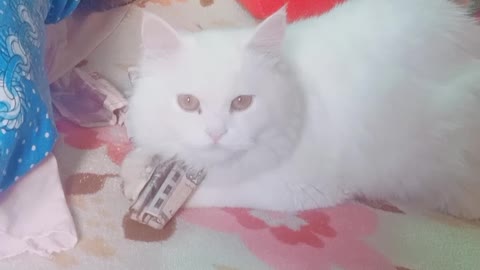 The cat plays with money