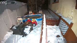 Bear Looking for a Garbage Snack in the Snow