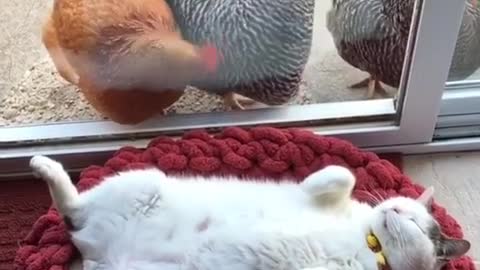 Gallinas fascinadas por un haragán gato dormilón