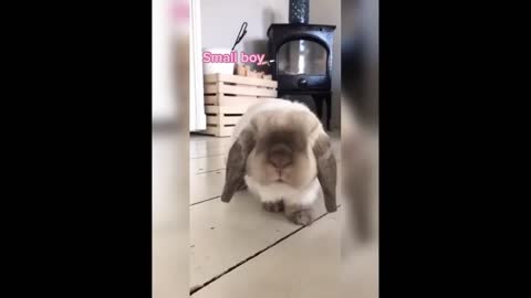 Funny and Cute Bunny Rabbit Video Complication