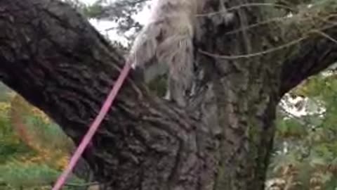 Rescued Dog Climbs Tree