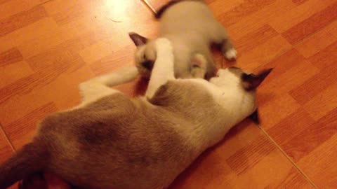 A Kitten Plays With Its Mother Cat new