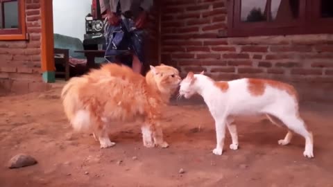 #catfight #lol #lmao #for #fight #bigfight #catsoftiktok #foryourpage #angrycat #new #katzenvideos #cats #4you #funyvides #fyp #thisissofunny #fypシ #