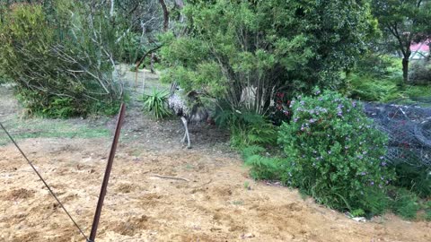 Puppy and Emu Playing Chasey