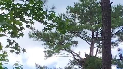 Bald eagle flies straight towards camera