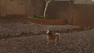 Dog Can't Get Enough of Hail