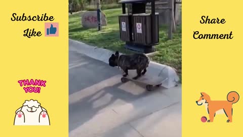 Bulldog playing on skateboard