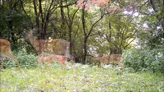 Fred Zepplin 2021, 6/8/21 Move Video Of Deer Fawns
