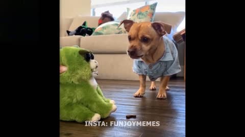Dog Surprised with this toy try not to laugh