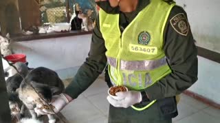 Solicitan ayudas para animales en Bucaramanga
