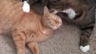 Black cat licks orange cat