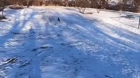 The Dog riding on snow alone