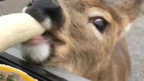 Hungry Baby Deer 🦌