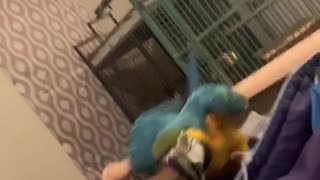 Parrot Doesn't Appreciate Nickname
