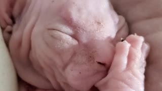 Sphynx Kitten Is Sucking Its Thumb