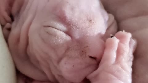 Sphynx Kitten Is Sucking Its Thumb