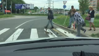 Mama Duck and Ducklings Use Crosswalk