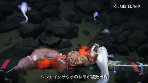 Scientists Film Fish At Deepest-Ever Depth In Mariana Trench