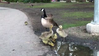 Geese family in the park