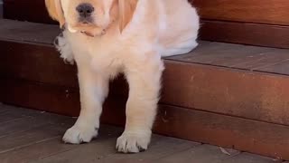 Sleepy Puppy Slides Off Step