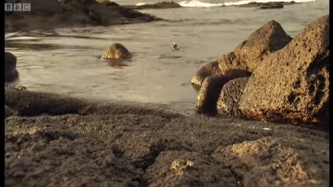 Sneezing Free Diving Iguanas | Dive Galapagos | BBC Earth