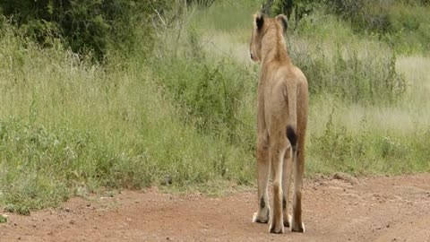 Lioness hunting a warthog piglet