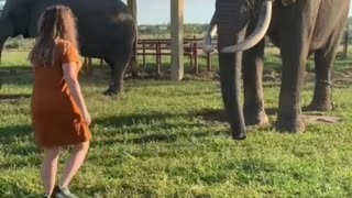 playing football with an elephant