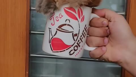 My Coffee Cup size Dog