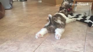 Brown and white dog drags other dog by rope