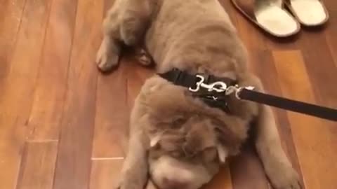 Stubborn Shar Pei doesn't want to go for walk